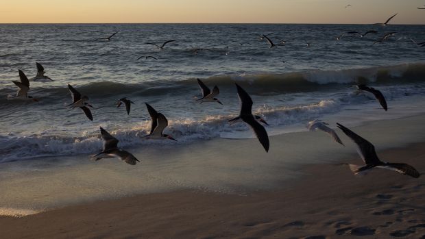 Black skimmers take flight along the Florida coast. Photograph: Getty Images