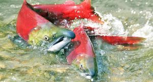 Sockeye salmon (Oncorhynchus nerka) are native to the waters of Okanagan Lake in British Columbia, Canada