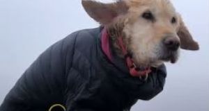 Neesha is carried off Wicklow mountains after being rescued at the weekend. 