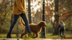 ‘Every day the dog and I walk down to my mother’s at lunchtime. The dog loves it.’ Photograph: iStock