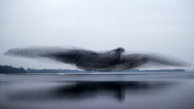 Perfect shot: the murmuration of starlings over Lough Ennell, in Co Westmeath, on Tuesday evening. Photograph: James Crombie/Inpho