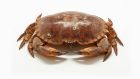 Though many of us will not relish cooking a whole crab, picked white crab meat is now widely available in most supermarkets. Photograph: iStock