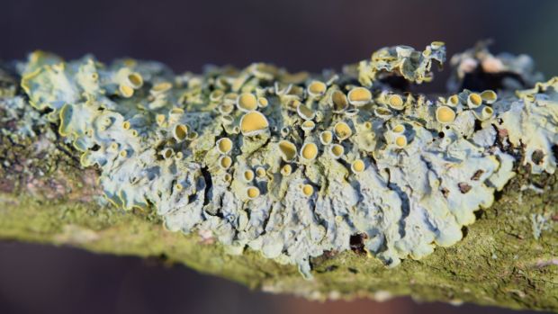 The intricate detail of Xanthoria parietina lichen.