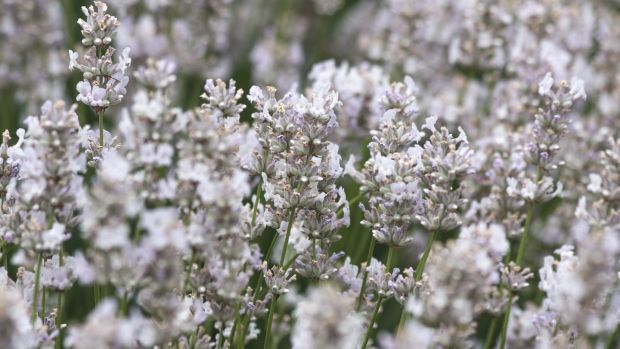 White lavender variety. Photograph: iStock
