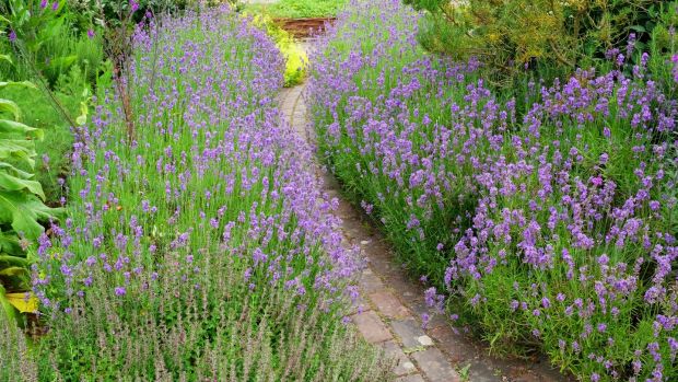 Flowering lavender in a country garden. Photograph: iStock