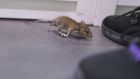 Our housing estate is being overrun by mice. What can we do?