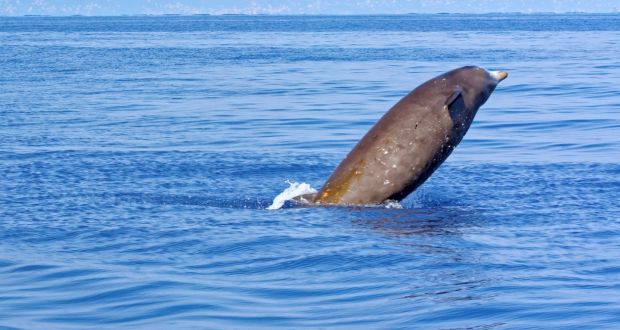 Three Cuvier’s beaked whales have washed up in Donegal. File photograph: iStock
