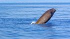 Three Cuvier’s beaked whales have washed up in Donegal. File photograph: iStock