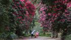 Groves of giant rhododendrons drip with Jack in the Beanstalk-sized blossoms at Kilmacurragh gardens in Wicklow.  Photograph: Nick Bradshaw/The Irish Times