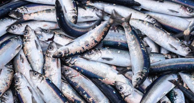 Fish catches in Ireland must be weighed at landing instead of in factories after an audit revealed ‘manipulation of weighing systems’ and under-declaration by operators that interfered with the monitoring of fishing quotas, the European Commission has said. Image: iStock.