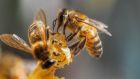The scientists found that due to their highly developed sense of smell,  the bees learned how to detect the virus after just minutes of training. Photograph: Getty Images