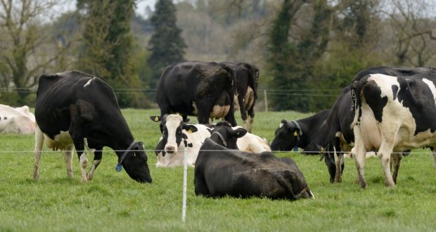 A statement issued this week stated that  the Irish dairy sector was committed to to making a positive contribution to the green agenda, but said that reducing dairy production in Ireland was not the answer. File photograph: Alan Betson / The Irish Times