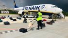 A sniffer dog checking the luggage of passengers in front of a Ryanair flight carrying  Roman Protasevich, in Minsk, Belarus. Photograph: EPA