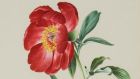 Paeonia officinalis (1873), watercolour on paper by Lydia Shackleton, courtesy of the National Botanic Gardens, Dublin.