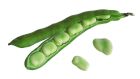 Peel the broad beans. This is important, as they have a rubbery outer layer. Photograph: iStock