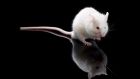 Tale of bringing home a white mouse. Photograph: iStock