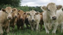 Beef cattle. Photograph: Brenda Fitzsimons