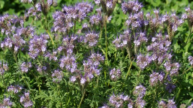 This week in the garden consider sowing seed of the fast-growing, hardy annual green manure known as Phacelia tanacetifolia.