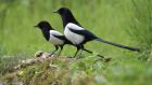 One for sorrow, two for joy: superstition is mainly grounded in culture, religion and tradition.