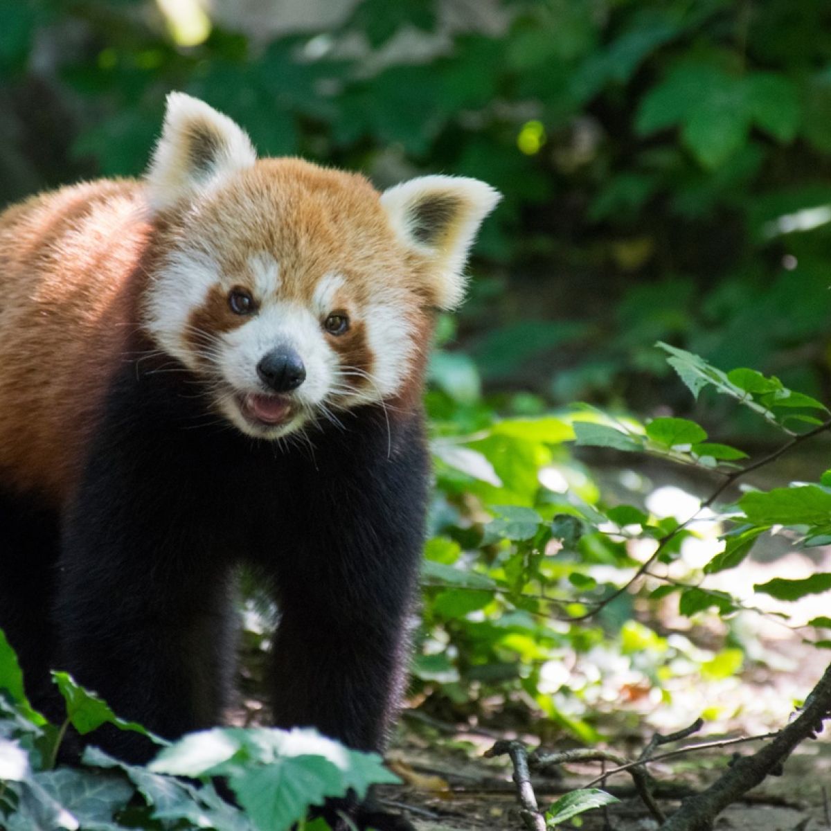 Panda red Red panda