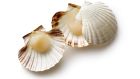 Is Ireland the only country in the European Union where it is illegal to hand dive for scallops? Photograph: iStock