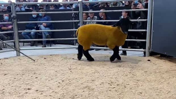 Handout photo issued by Blessington Mart of the ram that was bought for €44,000, the largest amount ever paid for a ram at a sale in the Republic of Ireland. Photograph: Blessington Mart/PA Wire