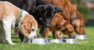 Dog food: researchers looked at more than 800 compounds. Photograph: iStock/Getty
