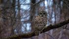 The barred owl, known as Barry, in New York’s Central Park on January 31st last. Photograph: Dave Sanders/New York Times