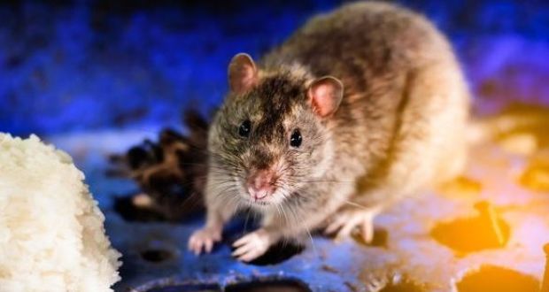 Rodent droppings were found in a number of the 11 premises which were served with enforcement orders by the FSAI in recent weeks.