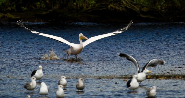 An unusual visitor: A Great White Pelican in Arklow, Co Wicklow, on Thursday. Photograph: Garry O’Neill