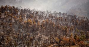 Scorched forest on Evia, the second largest island of Greece, August 10th, 2021. The fires in northern Evia had destroyed more than 120,000 acres of pine forest, to date, razed homes and displaced hundreds of people. File photograph: New York Times 