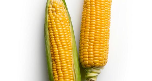 Though corn is a grain and a type of maize, sweetcorn is picked when young, called the milk stage, and used as a vegetable