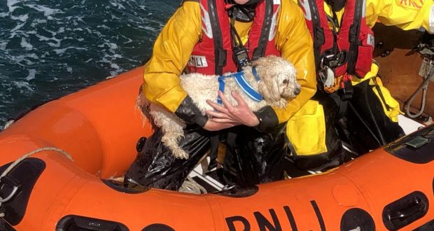 The crew gave the dog water and wrapped her in a blanket before bringing her to an emotional reunion with her owners. Photograph:  Dunmore East RNLI
