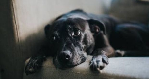All 19 dogs in the study reacted to the smell associated with a seizure by making eye contact with their owners, touching them, crying or barking, the researchers found. Photograph: Getty Images