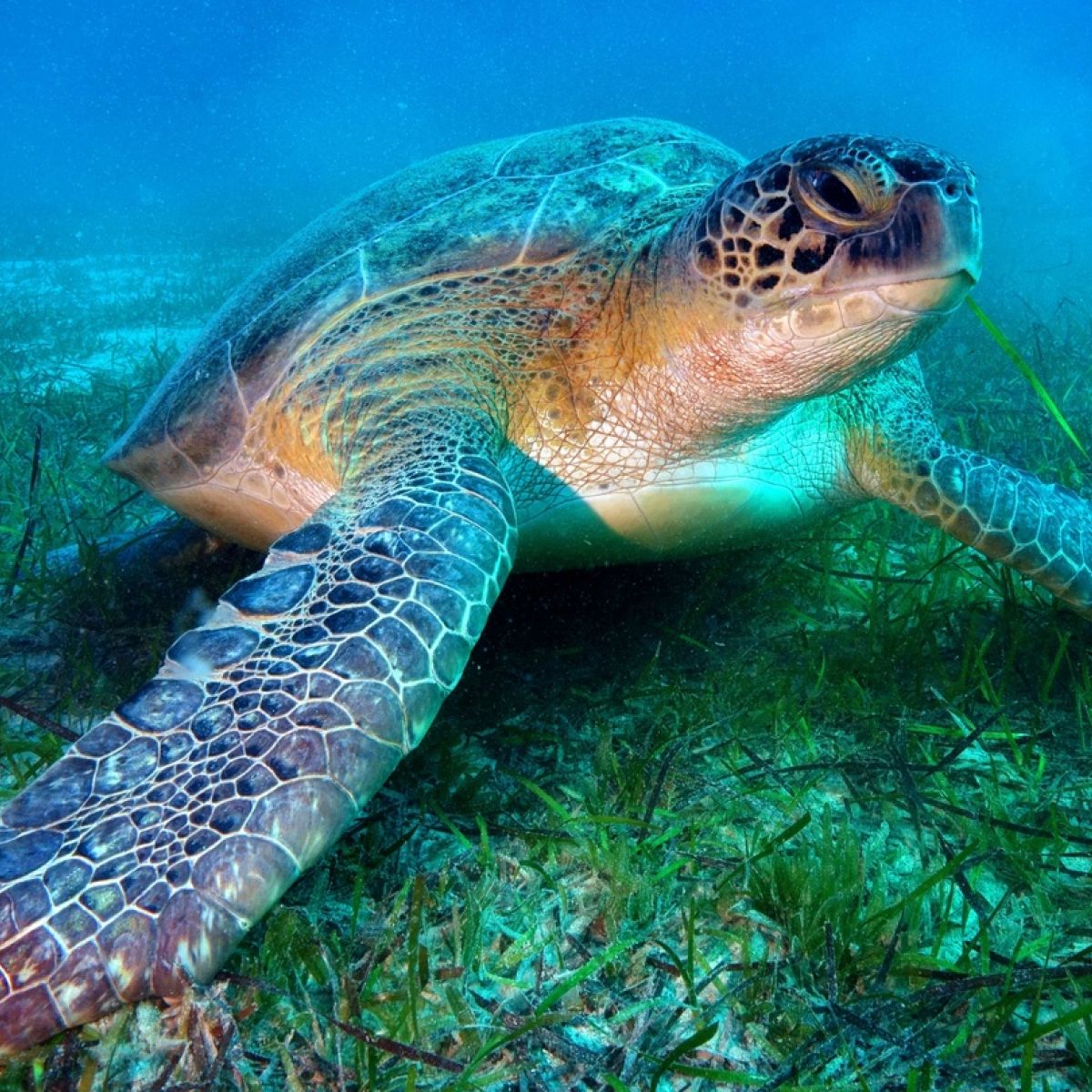 Aer Lingus to fly endangered turtle washed up on Irish beach to the Canary  Islands