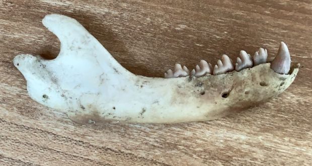 Mammal jawbone