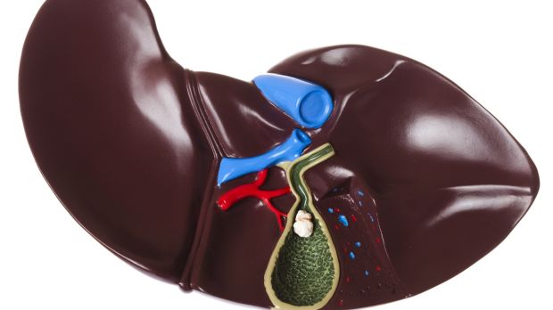 An anatomically correct model of the liver and gallbladder with a cut-away showing the inner anatomy of the gallbladder, including a gallstone.