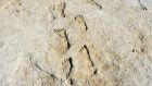 Fossil footprints at White Sands National Park in New Mexico. Human footprints found in New Mexico are about 23,000 years old, a study reported, suggesting that people may have arrived long before the Ice Age’s glaciers melted. Photograph: David Bustos/The New York Times