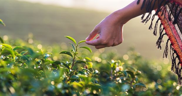 The Indian tea industry began with seedlings imported from China. Photograph: iStock