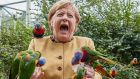 German chancellor Angela Merkel feeds Australian lorikeets at Marlow Bird Park in Marlow, Germany. On Sunday her fourth and final term ends. Photograph: Georg Wendt/dpa via AP