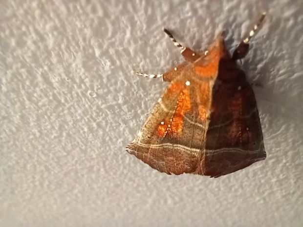 Herald moth