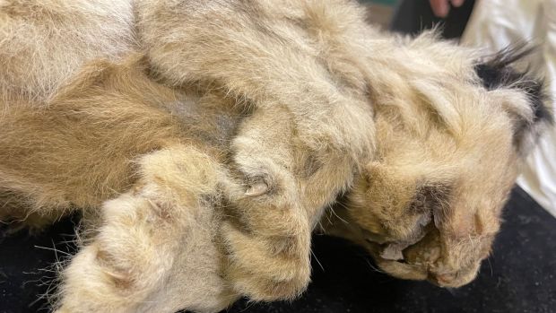 Sparta, a lion cub found by people hunting for mammoth tusks in the Yakutia region of north-eastern Russia, with claws still visible 28,000 years after he lived. Photograph: Daniel McLaughlin