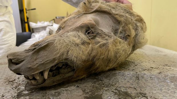 The head of a 32,000-year-old wolf found by people hunting for mammoth tusks in the permafrost of Yakutia in north-eastern Russia. Photograph: Daniel McLaughlin
