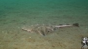 First recorded footage of juvenile angelshark in North Cardigan Bay in Wales.