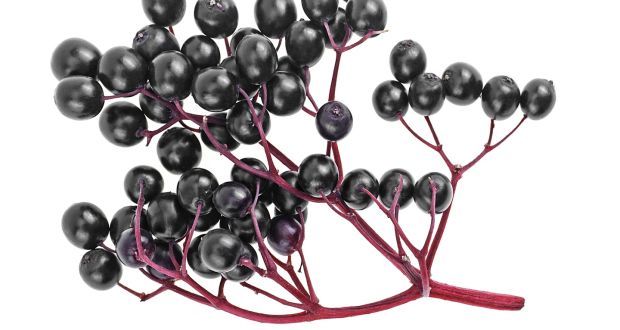 As with damsons, elderberries are great for flavouring alcohols such as gin.