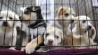 The Dublin Society for the Prevention of Cruelty to Animals, one of the authorities involved in checks, has to hold on to the dogs for up to 18 months while legal proceedings take place. File photograph: Getty