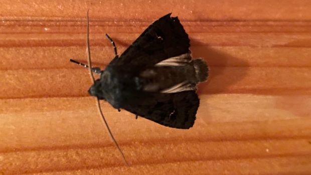 Black rustic moth