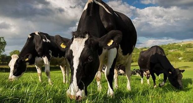 Eamon Ryan says the national herd is unlikely to need to be culled as it was  likely to reduce naturally. Photograph: Getty Images 