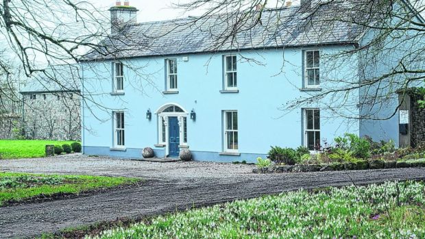 Snowdrops at Bellefield, the co Offaly garden of Angela Jupe. Photograph: Richard Johnston