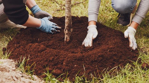 The most common mistake is planting too deep.  Photo: iStock